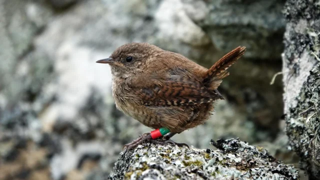Burung gelatik Skotlandia bisa berevolusi menjadi spesies baru berkat gigantisme