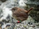 Burung gelatik Skotlandia bisa berevolusi menjadi spesies baru berkat gigantisme pulau