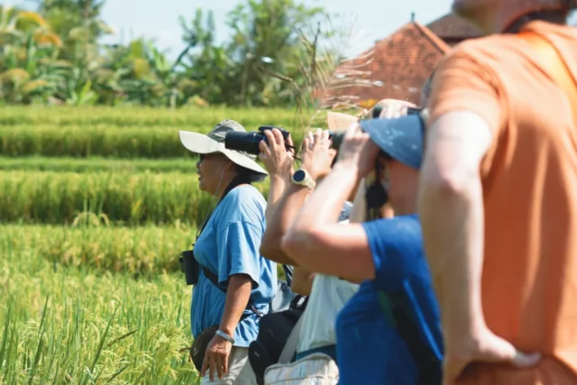 Daya tarik kicau burung Ubud: menjelajah bersama Bali Bird Walk