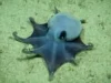 Gurita Biru Kecil yang Menggemaskan Ditemukan Hampir 6.000 Kaki di Bawah Galapagos