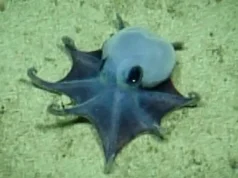 Gurita Biru Kecil yang Menggemaskan Ditemukan Hampir 6.000 Kaki di Bawah Galapagos