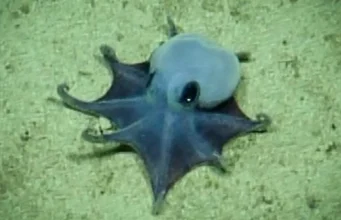 Gurita Biru Kecil yang Menggemaskan Ditemukan Hampir 6.000 Kaki di Bawah Galapagos