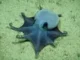 Gurita Biru Kecil yang Menggemaskan Ditemukan Hampir 6.000 Kaki di Bawah Galapagos