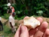 Hilang selama 150.000 tahun: penemuan hutan tropis mengubah sejarah umat manusia