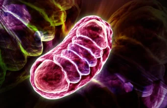 Ilmuwan Menemukan Nutrisi yang Dapat Meningkatkan Energi Seluler