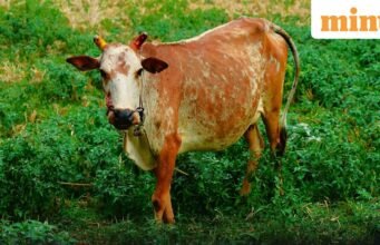 “Jangan melakukan kurban sapi; jangan pernah makan daging sapi lagi”: Imam Kalkuta mengimbau umat Islam sebelum Bakra Idul Fitri 2026