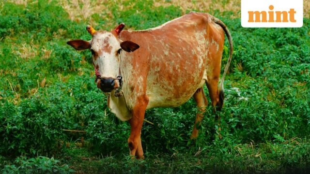 “Jangan melakukan kurban sapi; jangan pernah makan daging sapi lagi”: