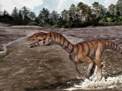 Kerabat aneh buaya Trias ini tampak seperti dinosaurus burung unta