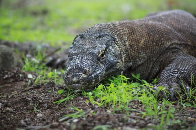 Kronik Desa Komodo