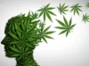 Studi Besar-besaran Mengaitkan Penggunaan Ganja Remaja dengan Menggandakan Risiko Penyakit Mental Serius