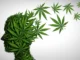 Studi Besar-besaran Mengaitkan Penggunaan Ganja Remaja dengan Menggandakan Risiko Penyakit Mental Serius