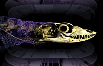 Para ilmuwan memecahkan misteri pelindung tulang reptil berusia 320 juta tahun