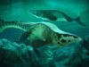 Para ilmuwan menemukan predator laut raksasa Tylosaurus rex yang meneror lautan purba