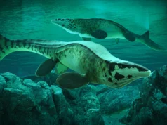 Para ilmuwan menemukan predator laut raksasa Tylosaurus rex yang meneror lautan purba