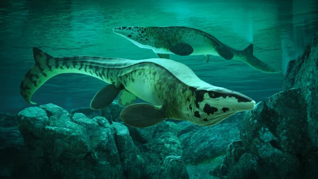 Para ilmuwan menemukan predator laut raksasa Tylosaurus rex yang meneror