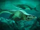 Para ilmuwan menemukan predator laut raksasa Tylosaurus rex yang meneror lautan purba