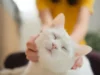 Para ilmuwan mengatakan kucing peliharaan dapat membantu menemukan pengobatan kanker baru pada manusia
