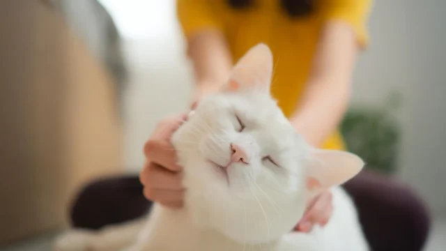 Para ilmuwan mengatakan kucing peliharaan dapat membantu menemukan pengobatan kanker
