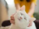 Para ilmuwan mengatakan kucing peliharaan dapat membantu menemukan pengobatan kanker baru pada manusia