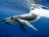 Paus bungkuk memecahkan rekor migrasi dengan perjalanan laut sejauh 15.000 kilometer