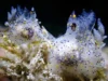 Siput laut ‘wijen’ kecil yang ditemukan di Taiwan ternyata merupakan spesies baru