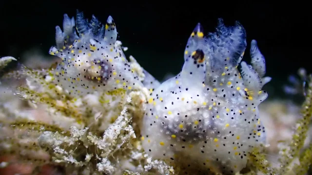 Siput laut 'wijen' kecil yang ditemukan di Taiwan ternyata merupakan