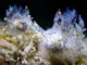 Siput laut ‘wijen’ kecil yang ditemukan di Taiwan ternyata merupakan spesies baru