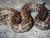 Ular berbisa Himalaya yang beracun sebenarnya terdiri dari 5 spesies berbeda sejak awal