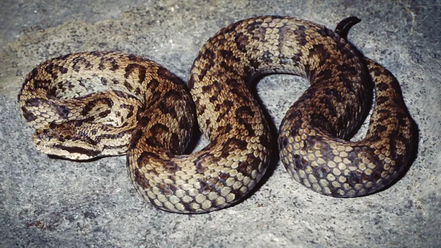 Ular berbisa Himalaya yang beracun sebenarnya terdiri dari 5 spesies