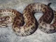Ular berbisa Himalaya yang beracun sebenarnya terdiri dari 5 spesies berbeda sejak awal