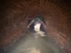 Bagaimana rasanya memasuki selokan yang basah, berbahaya, dan penuh serangga di Kota New York