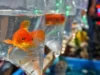 Baik itu hewan peliharaan atau hama, ikan mas dapat merusak seluruh ekosistem