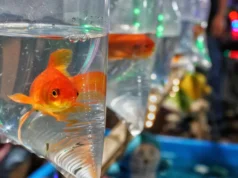 Baik itu hewan peliharaan atau hama, ikan mas dapat merusak seluruh ekosistem