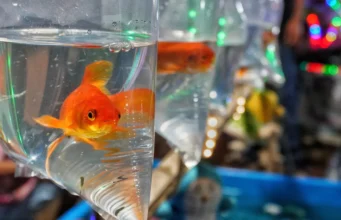 Baik itu hewan peliharaan atau hama, ikan mas dapat merusak seluruh ekosistem