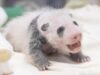 Everland merilis foto pertama panda raksasa berumur 3 minggu