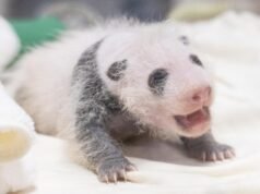 Everland merilis foto pertama panda raksasa berumur 3 minggu