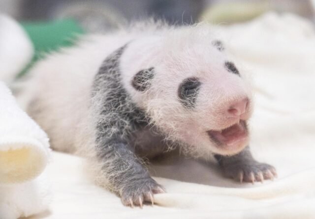 Everland merilis foto pertama panda raksasa berumur 3 minggu