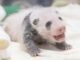 Everland merilis foto pertama panda raksasa berumur 3 minggu