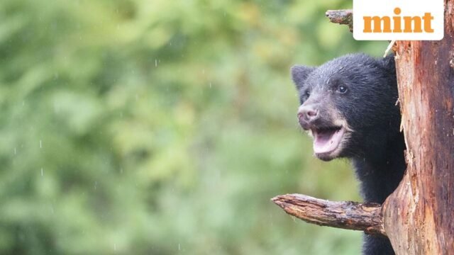 Ingin mendapat 14 lakh? Kebun binatang ini menawarkan gaji yang