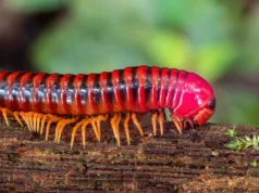 Kelabang mengalahkan vertebrata untuk mendarat 80 juta tahun lalu