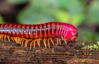 Kelabang mengalahkan vertebrata untuk mendarat 80 juta tahun lalu
