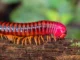 Kelabang mengalahkan vertebrata untuk mendarat 80 juta tahun lalu