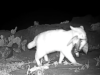 Kucing liar atau hewan liar yang terancam punah? YouTuber memicu perdebatan dengan menyerukan euthanasia kucing