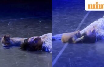 Kucing teater mencuri perhatian setelah menghancurkan akhir emosional Romeo dan Juliet di Türkiye. Internet sedang jatuh cinta
