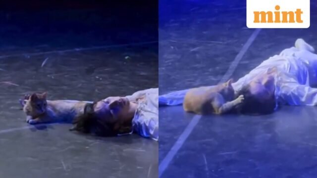 Kucing teater mencuri perhatian setelah menghancurkan akhir emosional Romeo dan