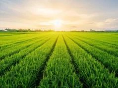 Mikroba tanah kecil ini dapat menyelamatkan tanaman dari lahan pertanian yang asin