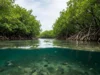 Naiknya permukaan laut dapat menenggelamkan hutan bakau dan melepaskan cadangan karbon dalam jumlah besar