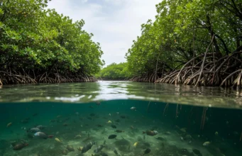 Naiknya permukaan laut dapat menenggelamkan hutan bakau dan melepaskan cadangan karbon dalam jumlah besar