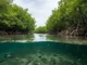 Naiknya permukaan laut dapat menenggelamkan hutan bakau dan melepaskan cadangan karbon dalam jumlah besar