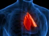 Organ Terlupakan Yang Dapat Memprediksi Berapa Lama Anda Hidup